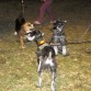 con sus dos amigos schnauzer: Kohji y Leonard